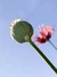 Fruit of a poppy