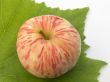 beautiful apple