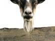 Ridiculous goat