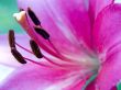 Flower of a lily