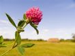 clover