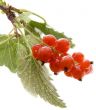 Red currant