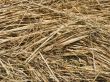 dry grass