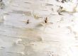 Ants on a bark