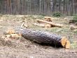 hasty destruction wood