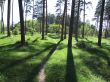 shade on timber lane