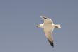 Seagull