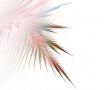 Fringe against White
