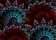 Fractal Fans