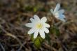 Two snowdrops in a spring wood