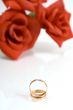 Two wedding rings and red rose at the background