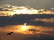  Flying bird on a background of a sunset