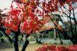 maple leaf