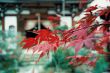 maple leaf