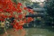 maple tree