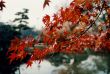 maple tree