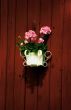 balcony flowers