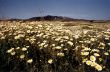 marguerite