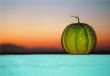 honeydew melon