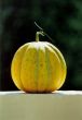honeydew melon
