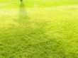 Lawn with a grass