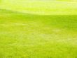 Lawn with a grass