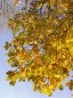 Autumn leaves