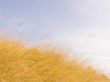 Yellow dry grass