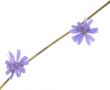 Branch with gentle blue colors