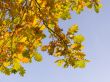 Autumn leaves