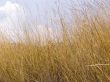  dry grass