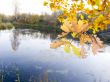 Tree with autumn leaves