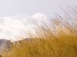 Yellow dry grass