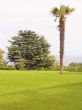 Palma on a lawn