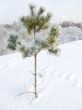 Lonely pine