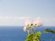 Flower of a pink acacia