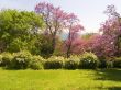  The tree pink colors blossoms