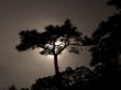 Lonely tree on a sunset