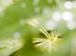 green leaves