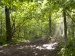 Foggy morning in a wood