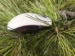 In a pine wood
