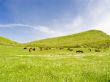 Cows on a pasture