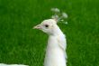white peacock