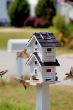 birds at a birdfeeder