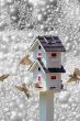 Birds & Birdfeeder