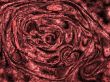 Abstract biological pattern