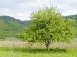 Lonely tree