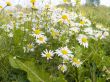 Meadow of camomiles