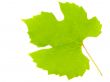Sheet of a grapes
