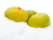 Three tangerines on snow